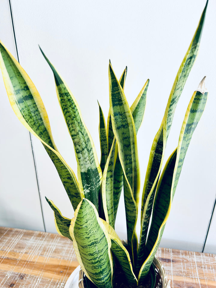 Snake Plant