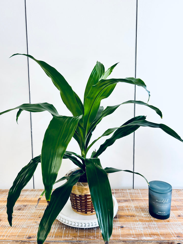 Dracaena Plant