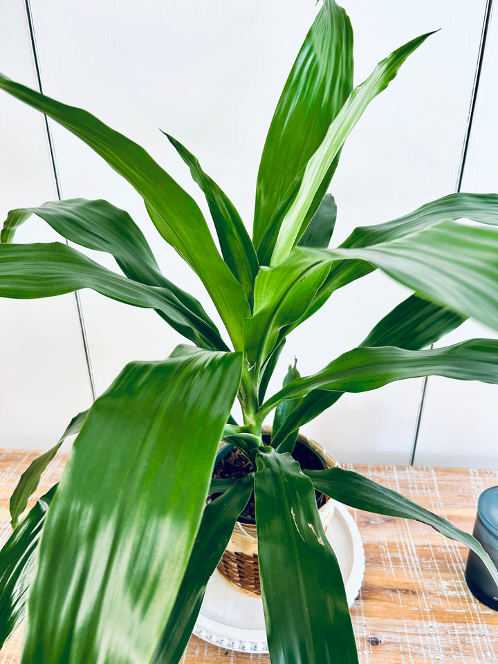 Dracaena Plant