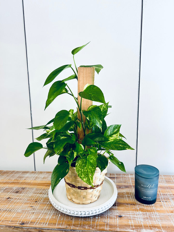 Golden Pothos Pole Plant