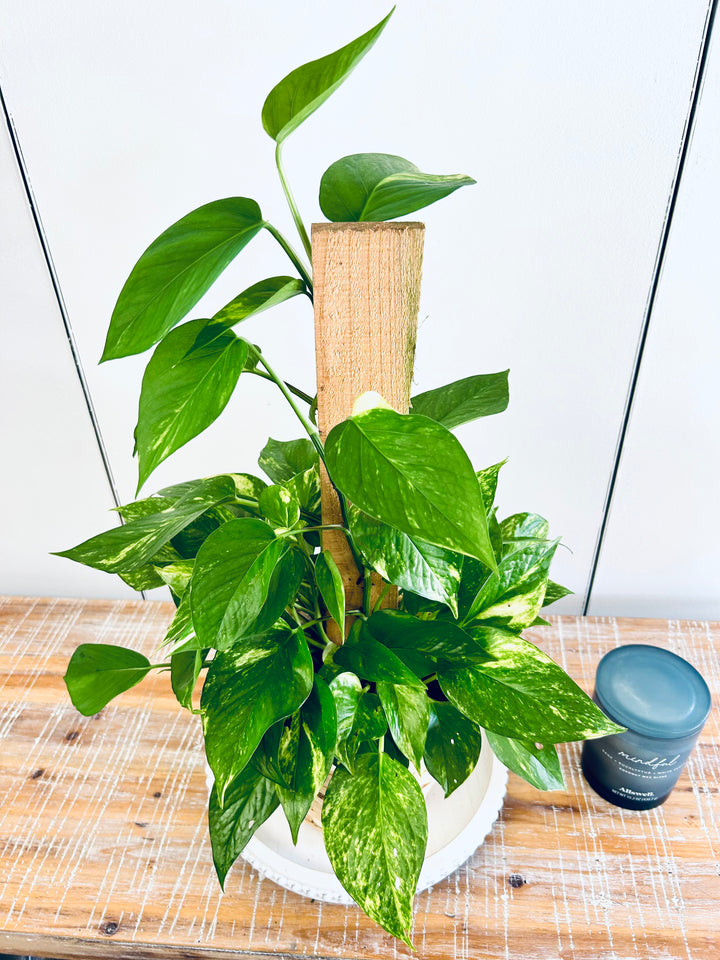 Golden Pothos Pole Plant