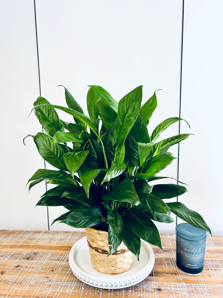 Blooming Peace Lily