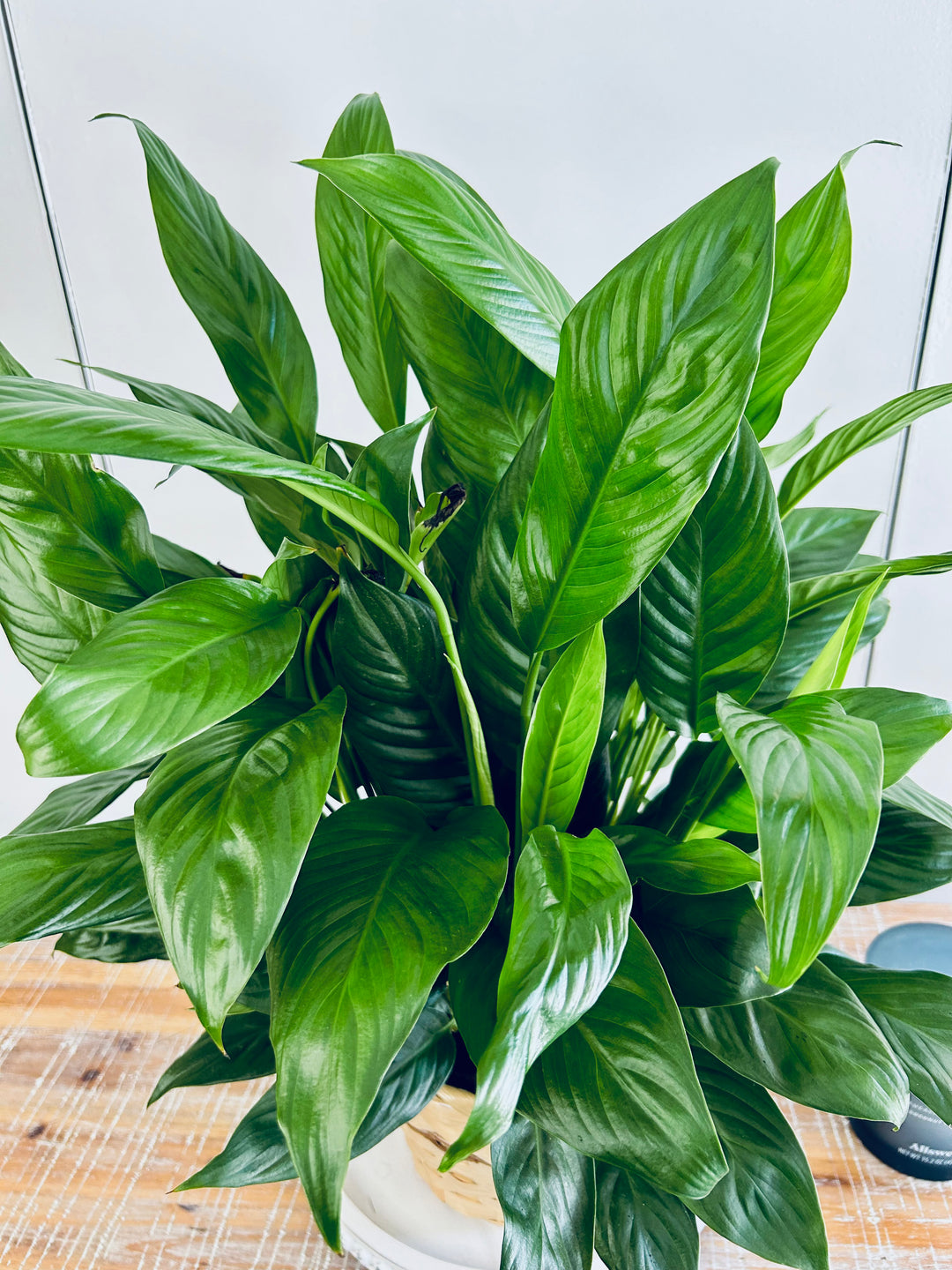 Blooming Peace Lily