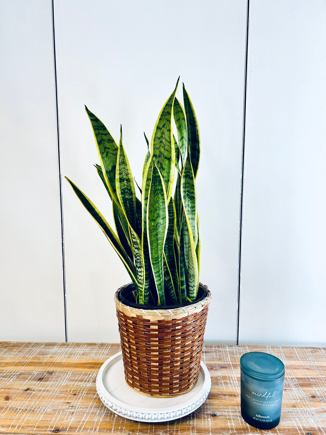 Snake Plant