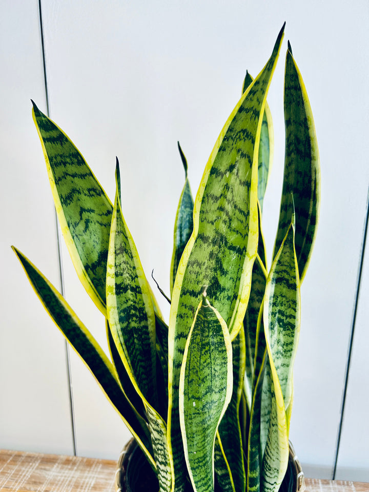 Snake Plant