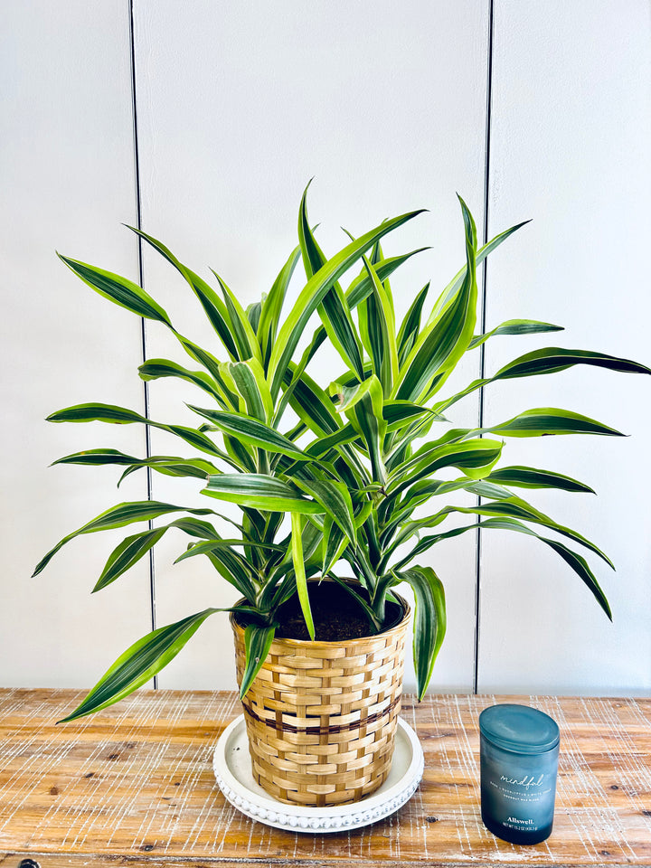 Dracaena Plant