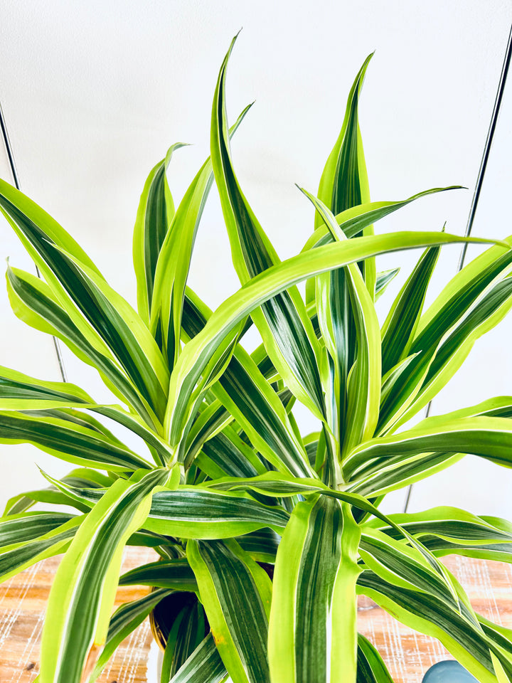 Dracaena Plant