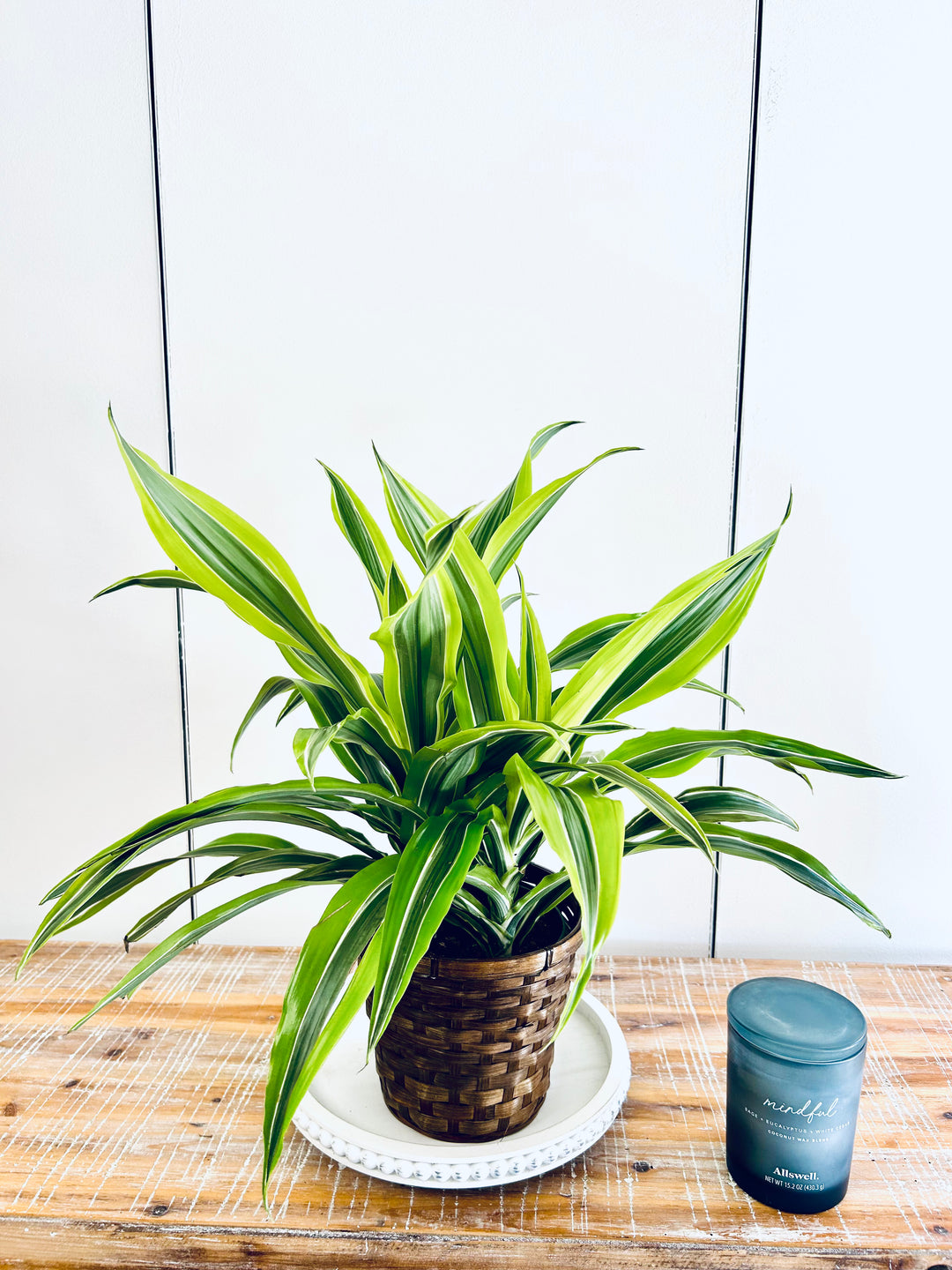 Dracaena Plant