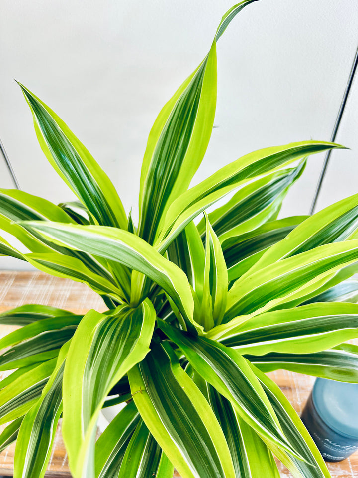 Dracaena Plant