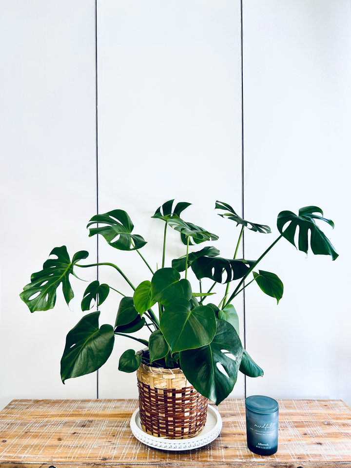 Monstera Deliciosa (Split Leaf Philodendron)