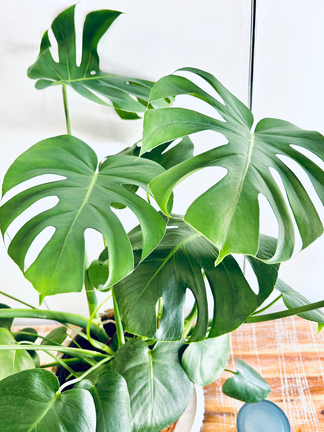 Monstera Deliciosa (Split Leaf Philodendron)