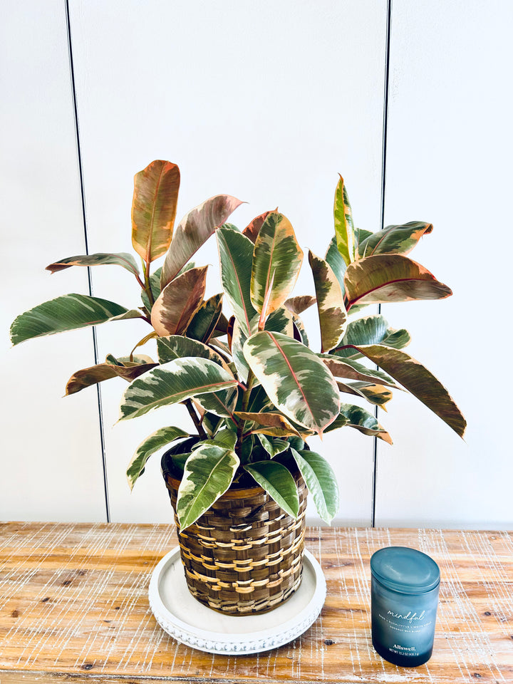 Rubber Tree Plant