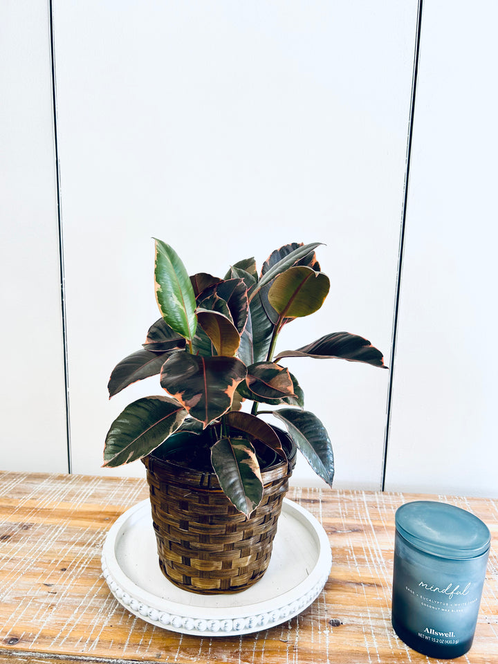 Rubber Tree Plant