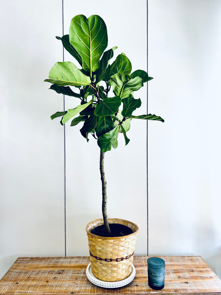 Fiddle Leaf Fig Tree