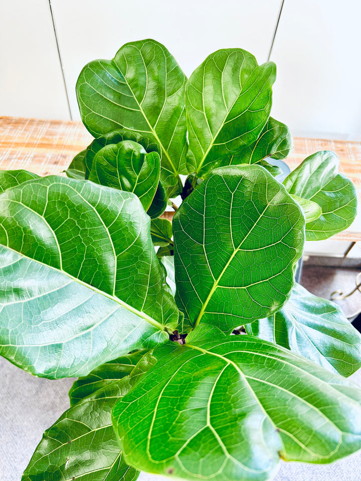 Fiddle Leaf Fig Tree