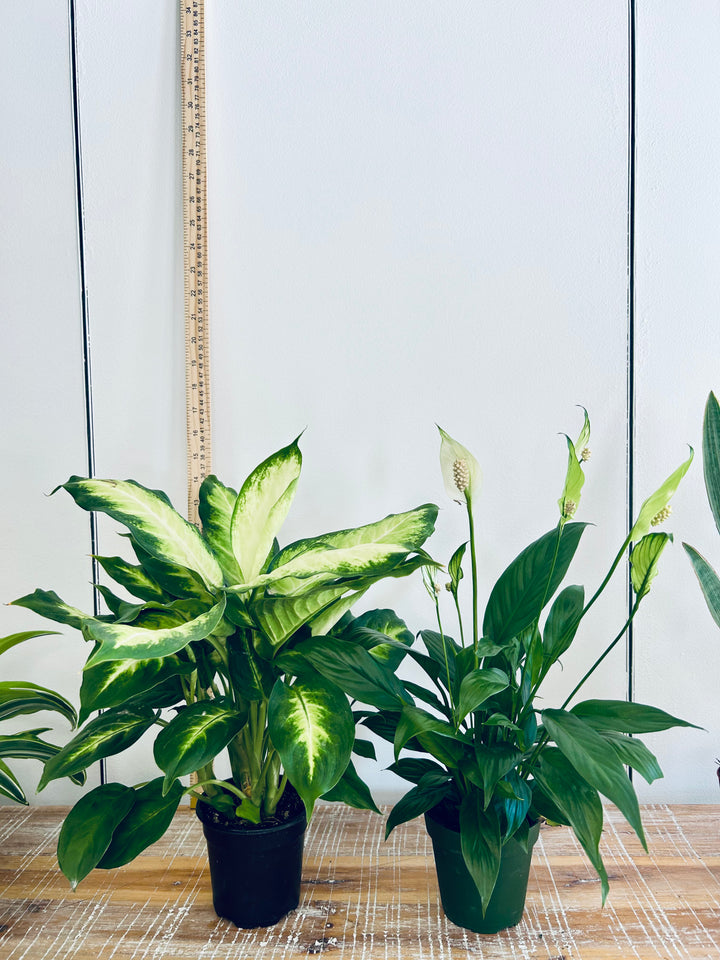 Assorted 4" Indoor House Plants