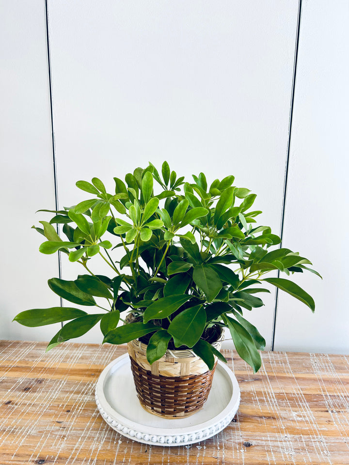 Schefflera Plant