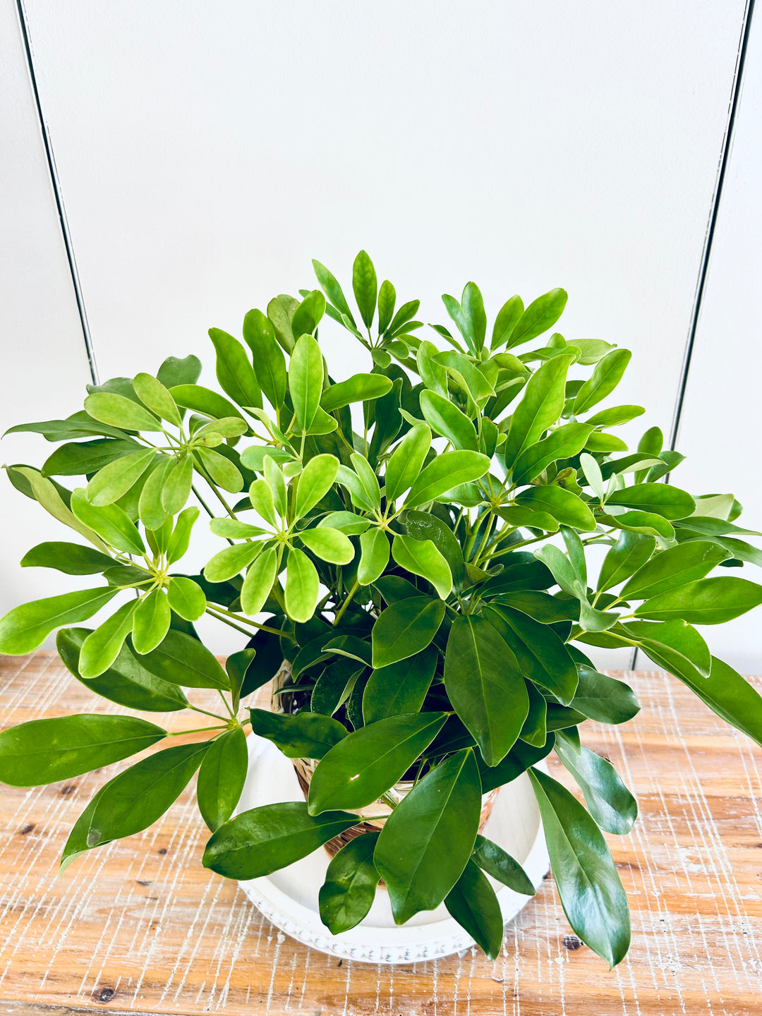 Schefflera Plant