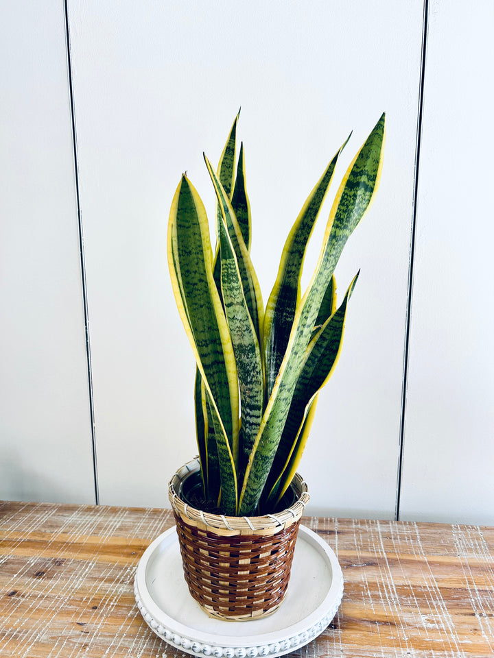 Snake Plant