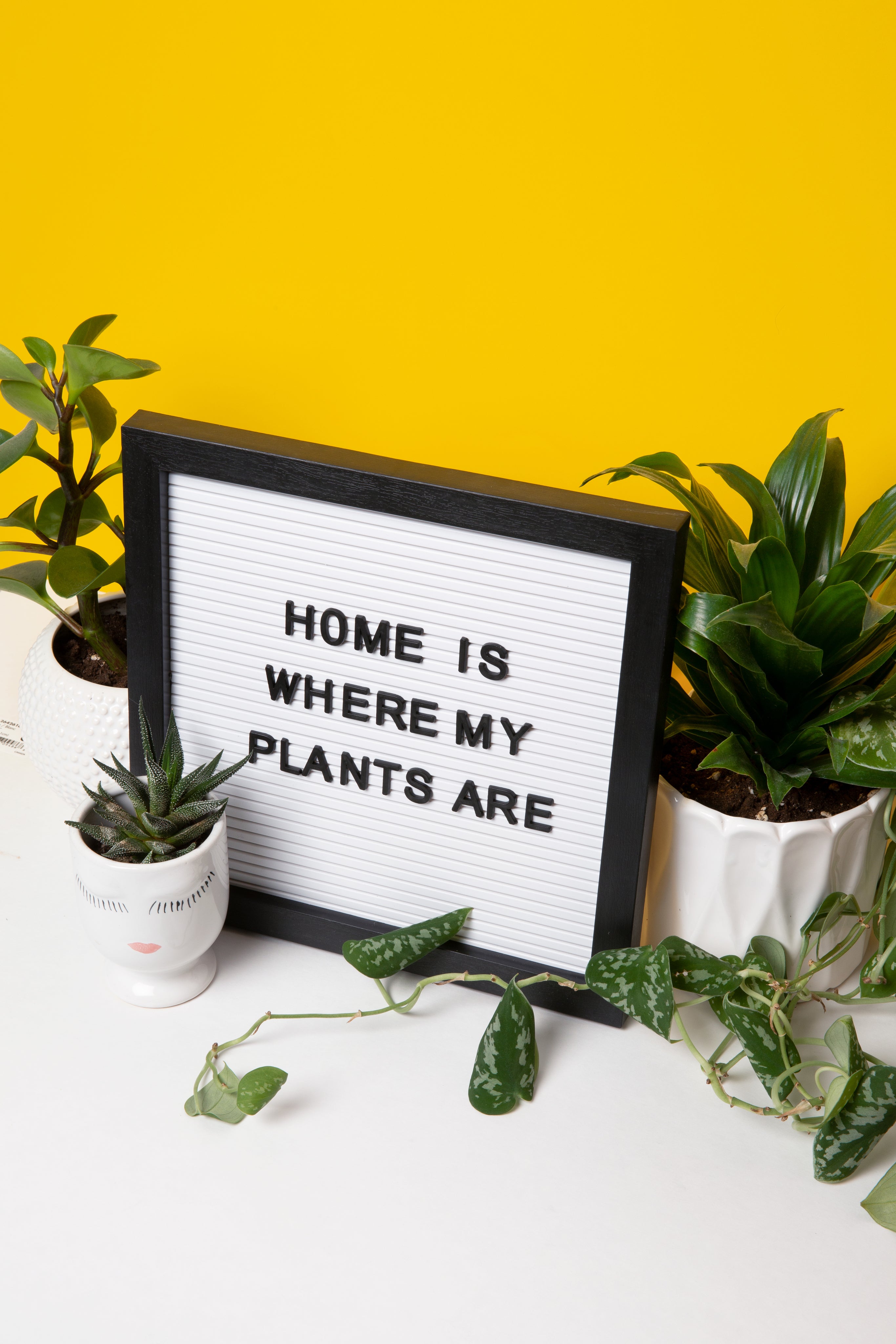 Plant Care Hero Banner